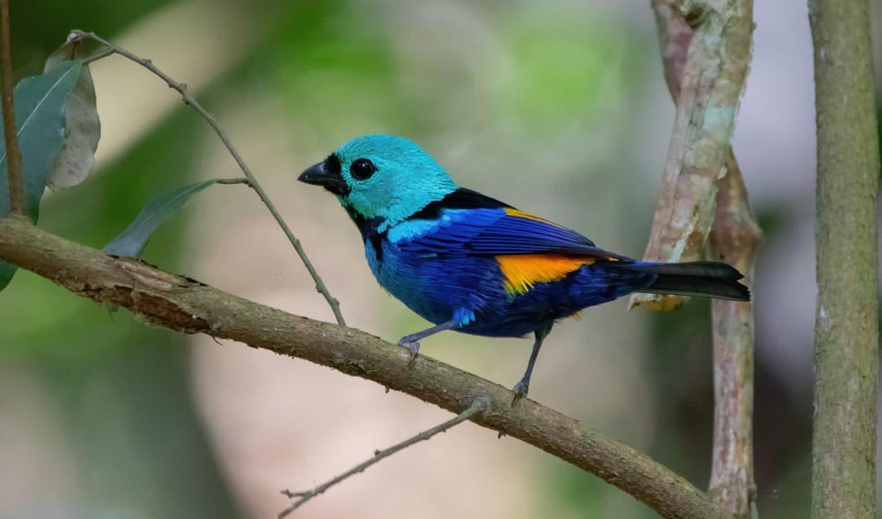 PÁSSARO 'PINTOR VERDADEIRO' PODERÁ SER O MASCOTE DA CIDADE DE AREIA, NO BREJO PARAIBANO