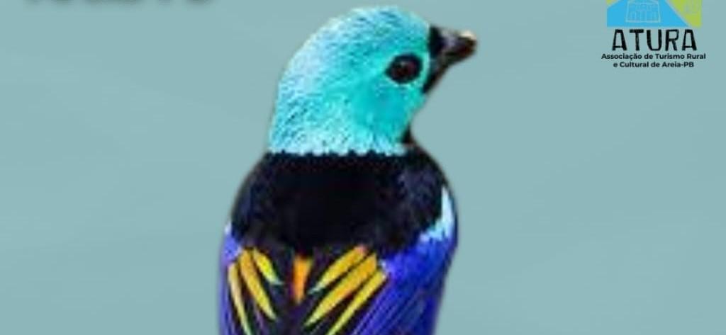 PÁSSARO 'PINTOR-VERDADEIRO' É OFICIALMENTE O MASCOTE DA CIDADE DE AREIA